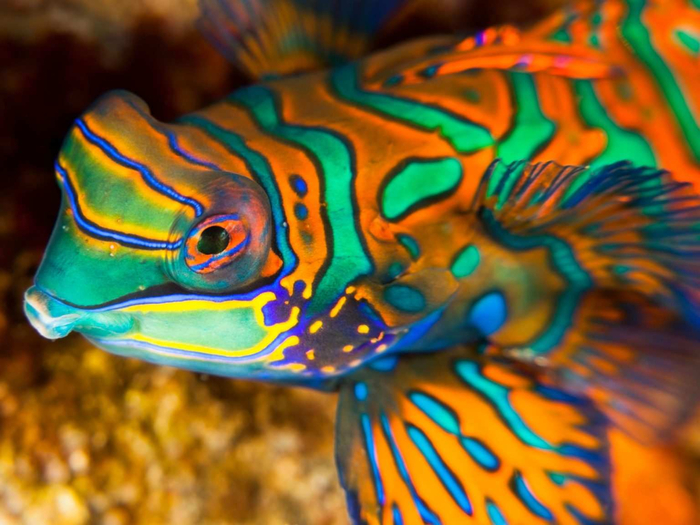 MANDARIN-FISH-1536x1152 (700x525, 415Kb)