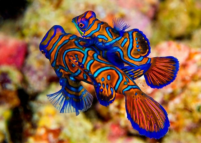 Beautiful-Creatures-Mandarin-Fish (700x499, 438Kb)