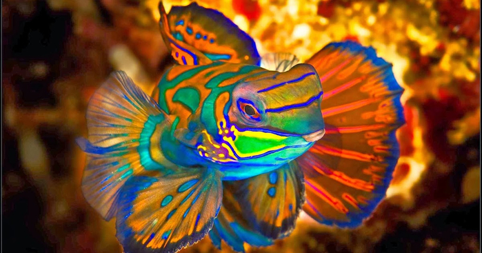 Mandarinfish-fishshare.blogspot-ikan hias (69) (700x367, 320Kb)