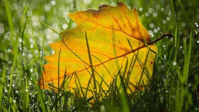 268304777-rasen-duengen-herbst-2uQH6He3YUea (900x593, 39Kb)
