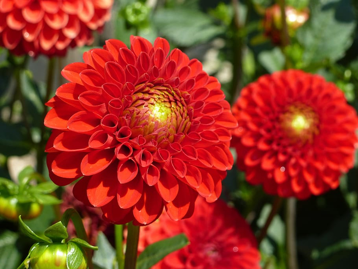 flower-garden-blossom-bloom-red-dahlia-autumn (700x525, 385Kb)