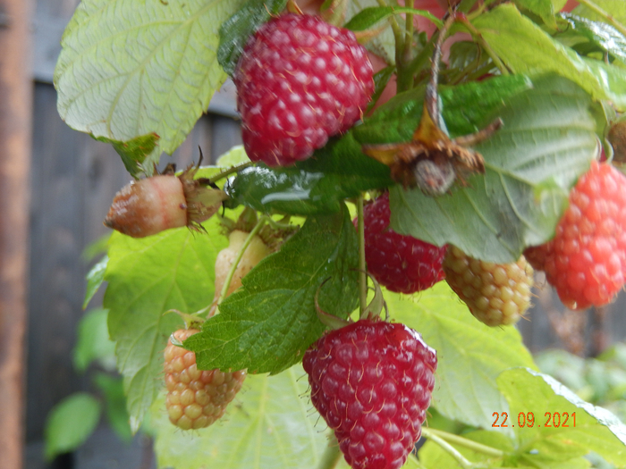 DSCN0054 (700x525, 426Kb)