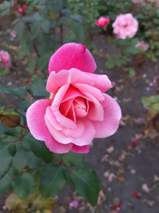 20210917_182435 (525x700, 365Kb)