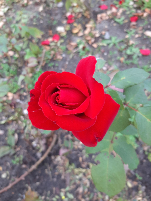 20210917_182413 (525x700, 396Kb)