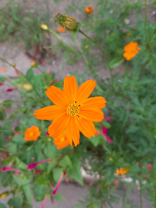 20210811_171345 (525x700, 408Kb)
