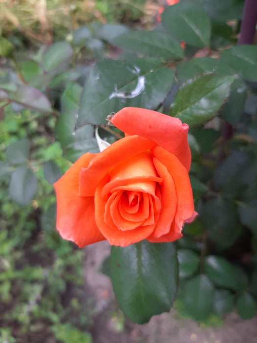 20210828_190336 (525x700, 353Kb)
