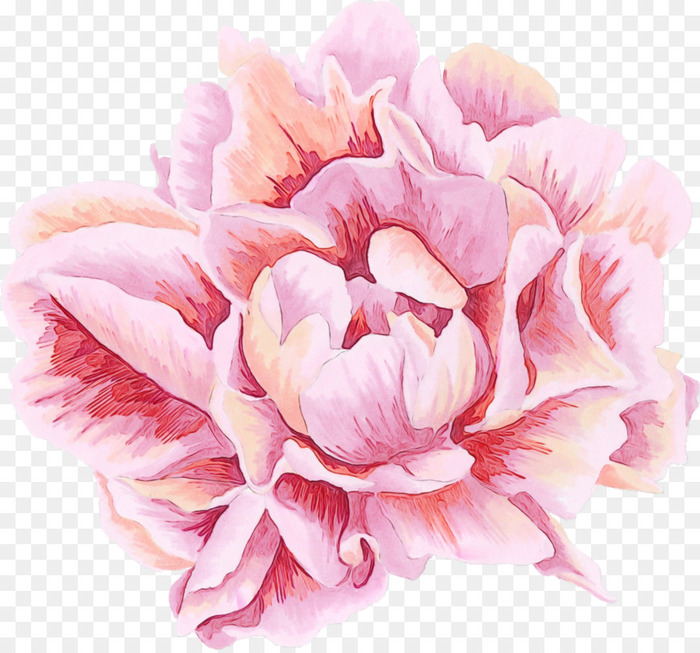 transparent-petal-pink-flower-plant-common-peony-5d6a5c4ce45c06.1851793515672515329354 (700x653, 150Kb)