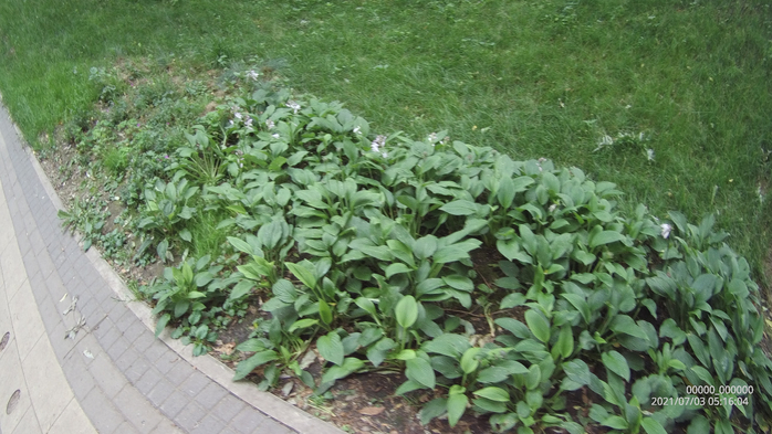 0000000_00000020210703051605_0217 (700x393, 354Kb)
