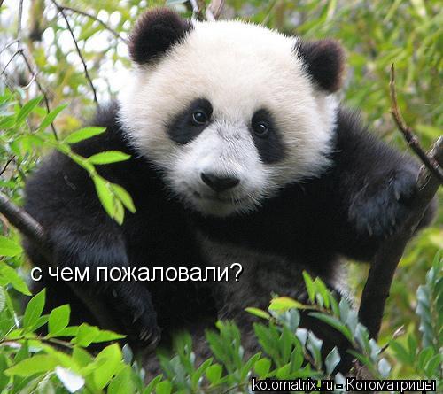 4743317_cb (500x445, 44Kb)