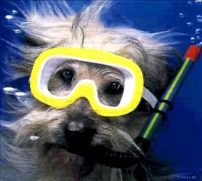 4743317_148b3d79 (400x359, 18Kb)