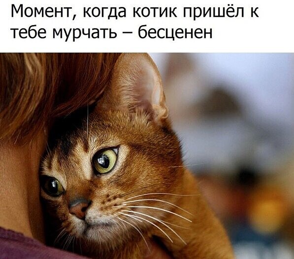 4743317_i_jpgg (597x527, 71Kb)