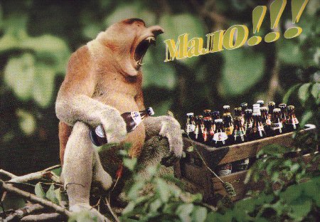 4743317_beer (450x312, 52Kb)