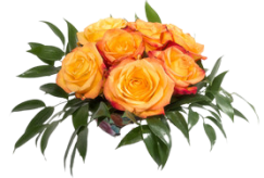 240_F_121042290_1NpbGTg0UXoPHGZ20hOLzXKZDrNEozuf-removebg-preview (243x164, 67Kb)