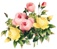 garden-roses-png-favpng-xmmgiLsgN0YNdLGjyQiUwm5Ub-removebg-preview (200x170, 63Kb)