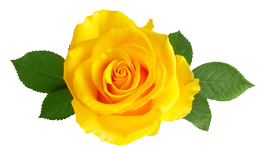 240_F_431646308_IQq9K7NxJt05cM0v0vE8sG7nPwk4jKor-removebg-preview (266x148, 51Kb)