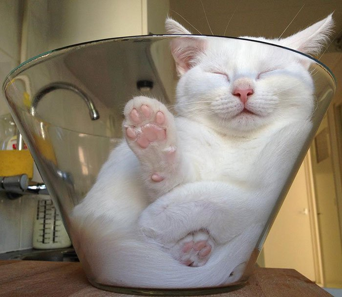 1523445513_funny-liquid-cats-if-it-fits-i-sits-20-5ab11530a7d4d__700 (700x607, 230Kb)