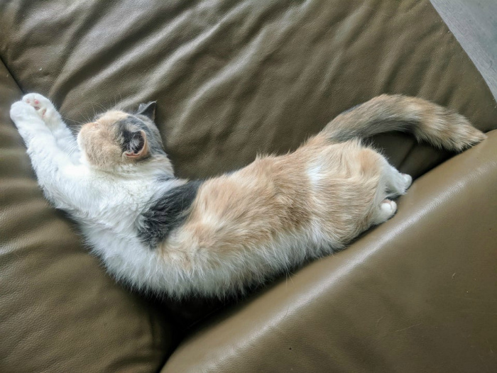 и настиг котярку сон (700x526, 177Kb)