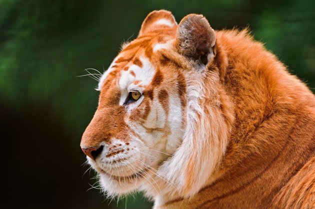 3109898_Splet_tigr_zolotoi (630x419, 70Kb)