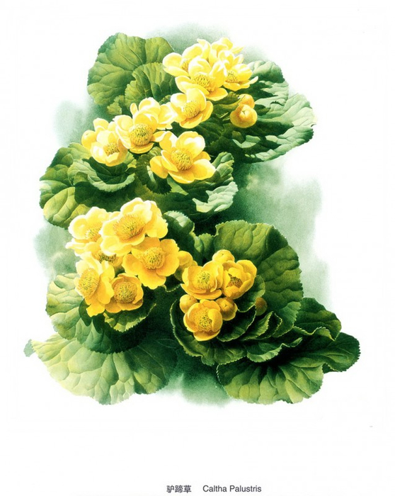 1275529_800 (558x700, 298Kb)