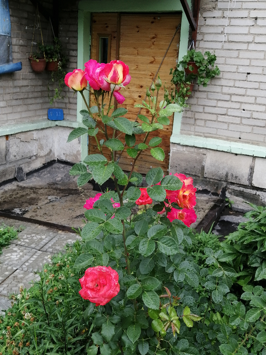 IMG_20200619_165223 (525x700, 499Kb)
