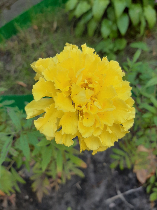 20211002_132758 (525x700, 402Kb)