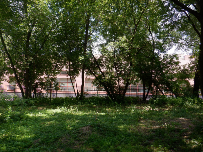 DSCF2231 (700x525, 579Kb)