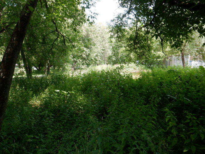 DSCF2264 (700x525, 542Kb)