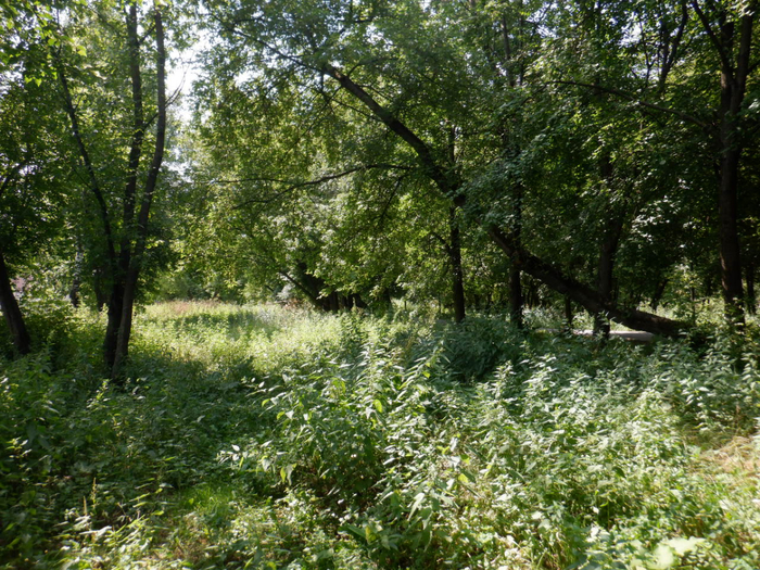 DSCF2266 (700x525, 608Kb)