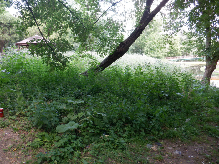 DSCF2701 (700x525, 553Kb)
