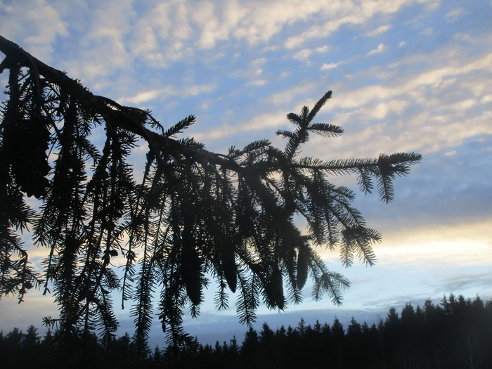 IMG_1171 (700x525, 381Kb)