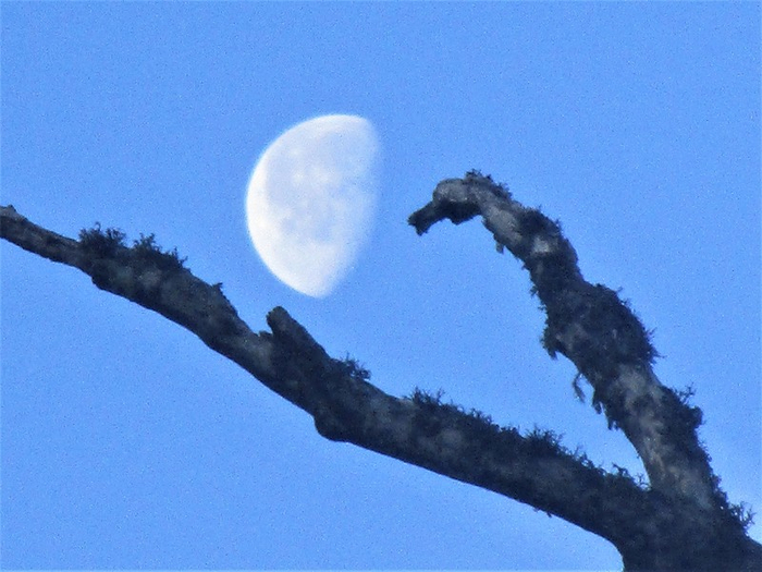 IMG_1199 (700x525, 370Kb)