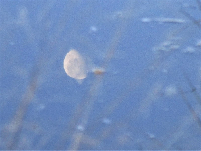 IMG_1218 (700x525, 280Kb)