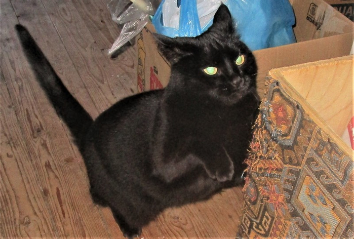 IMG_1221 (700x472, 335Kb)