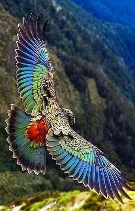 5 (448x700, 336Kb)
