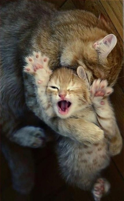 4743317_i_jpgi (434x700, 173Kb)
