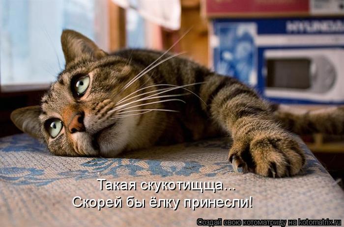 4743317_kotomatritsa_xy (700x462, 54Kb)