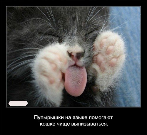 5402287_1342415219_cats_14 (500x460, 48Kb)