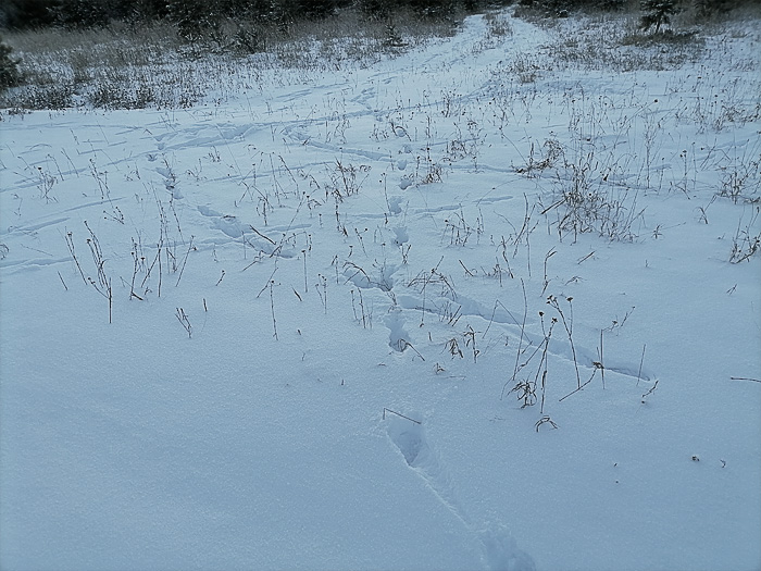 ____160804 - 11.21 (700x525, 291Kb)