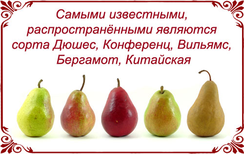 pear__ (500x317, 49Kb)