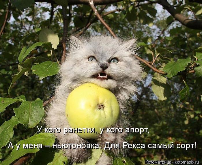 4743317_kotomatritsa_9 (700x572, 87Kb)