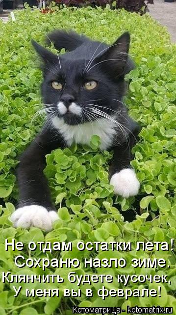 4743317_kotomatritsa_x (359x640, 67Kb)