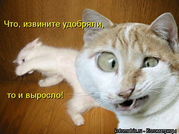 4743317_SE (600x450, 48Kb)