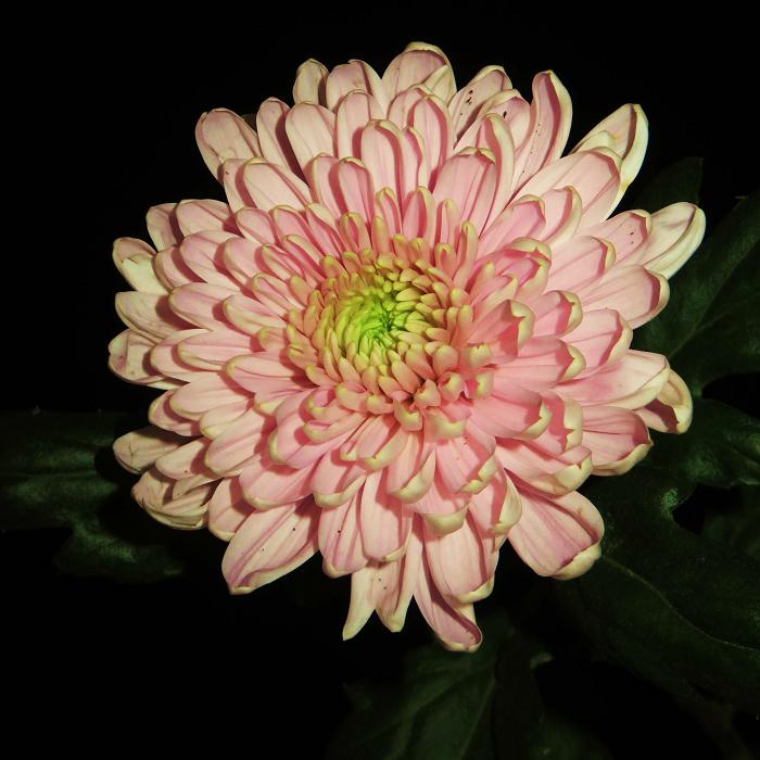 05 (700x700, 67Kb)