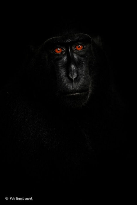 4743317_i_jpgn (467x700, 57Kb)