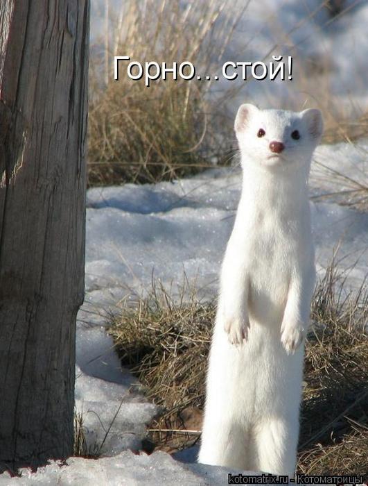 4743317_WG (531x700, 60Kb)