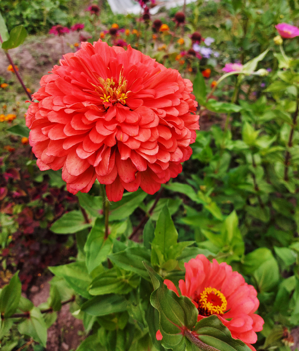 20210802_160809 (596x700, 585Kb)