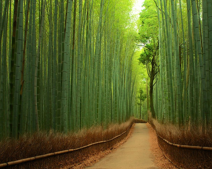 bambukovaja-tropa-japonija (700x560, 493Kb)
