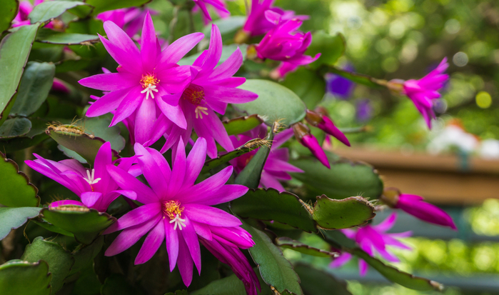 Schlumbergera-weihnachtskaktus-Blüte-im-Juni-Ann-Moore-Franks-kleiner-Garten (900x613, 390Kb)