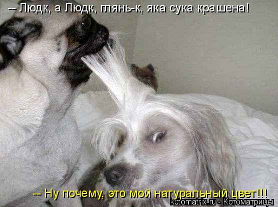 4743317_x (555x415, 38Kb)