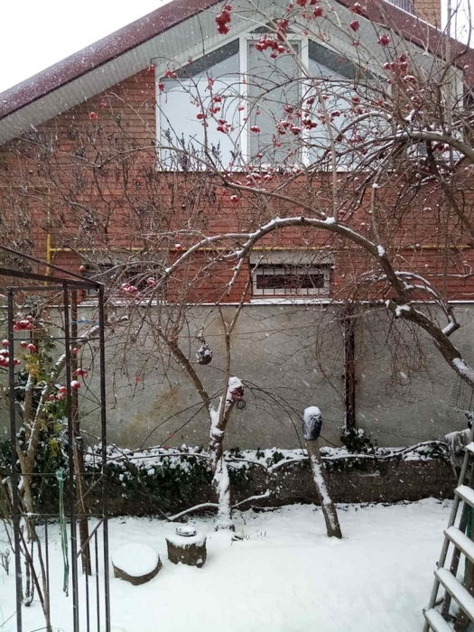 первый снег в Херсоне/3963863_pervii_sneg_v_Hersone (525x700, 318Kb)
